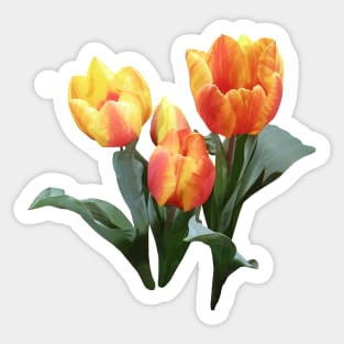 Three Orange and Yellow Tulips Sticker